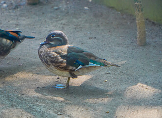 Bird in the zoo 