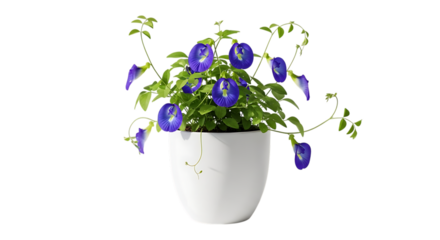 Clitoria ternatea plant with blue flowers in white pot isolated on transparent background