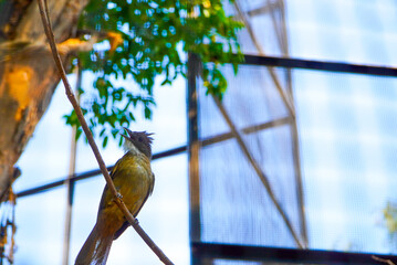 bird on a branch