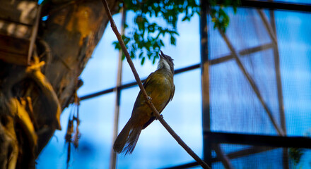 bird on a branch