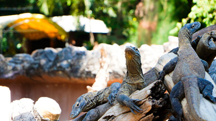 Komodo dragons mate at Reptile Park. Two Komodo Dragons laid down. Komodo dragon lizard. Endemic wild predator. Hunting coldblooded aggressive dragon.
