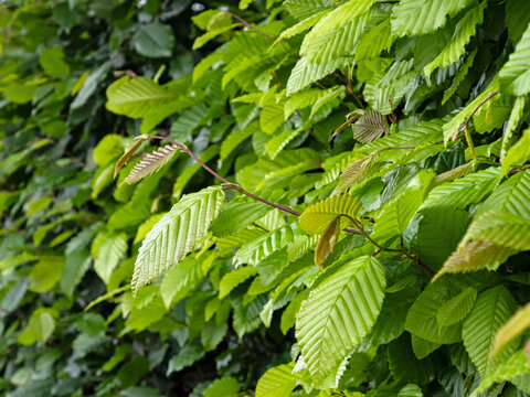Nahaufnahme der Bl&auml;tter einer Hainbuche als Bestandteil einer Hecke, Carpinus betulus