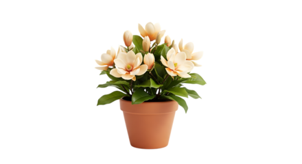 flower in a pot isolated