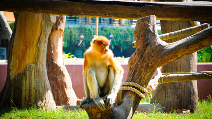 Picture of a macaque monkey sitting on a baking sheet