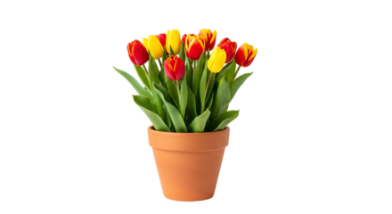 Red and yellow tulips in a clay pot isolated on transparent background