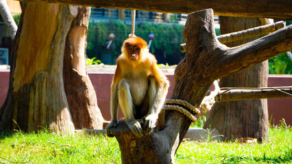 Picture of a macaque monkey sitting on a baking sheet