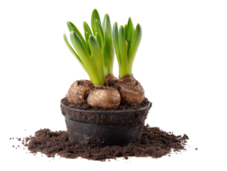 Green shoots of a vibrant plant emerging from rich, dark soil in a round pot, symbolizing growth and renewal on transparent background