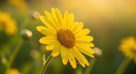 Obraz premium A vibrant yellow daisy in a field with a blurred background.
