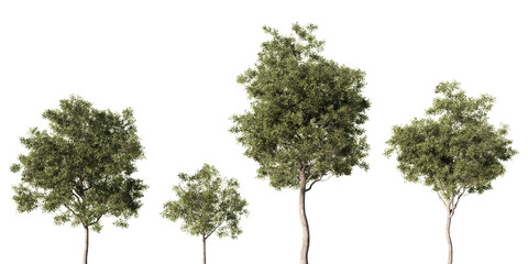 Eucalyptus white box trees at different growth stages with dense green foliage, realistic isolated 3D render on light green background for landscape and architectural design