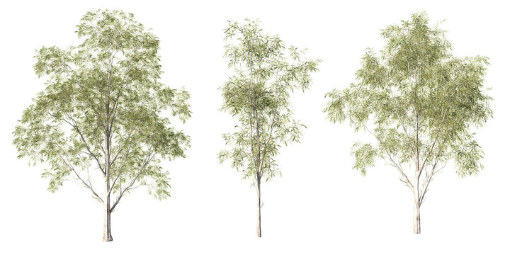 Eucalyptus globulus blue gum trees with slender white trunks and fine green foliage, realistic 3D trio render on light green background for landscape visualization