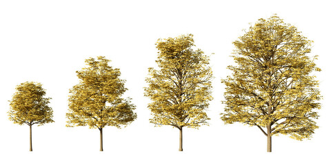 European horse chestnut trees in golden autumn foliage, four Aesculus hippocastanum 3D renders isolated on light green background for landscape and streetscape design
