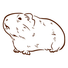 Side guinea pig doodle