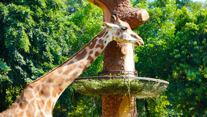 giraffe in the zoo