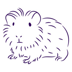 Fluffy guinea pig filled stroke