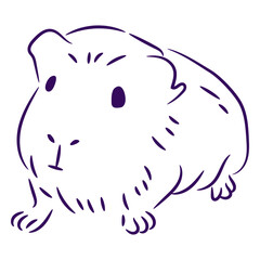 Cute guinea pig filled stroke