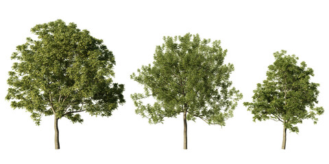 Manna ash trees in lush green summer foliage, three Fraxinus ornus with rounded crowns and slender trunks, realistic 3D render isolated on light green background