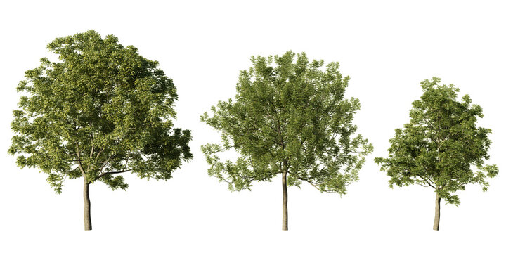 Manna ash trees in lush green summer foliage, three Fraxinus ornus with rounded crowns and slender trunks, realistic 3D render isolated on light green background