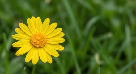 A single yellow daisy in a grassy field with a blurred green background.