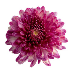 A stunning close-up of a vibrant pink chrysanthemum flower showcasing its intricate petals and rich color against a transparent background