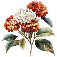Fototapeta premium Viburnum Flower, watercolor painting with colorful accents, isolated on a white background.