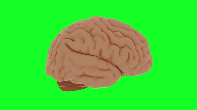 Animated brain rotating for neuroscience research, medical study, or mental health project on a vibrant chroma green screen background perfect for compositing - Powered by Adobe
