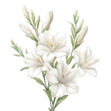 Tuberose Flower, watercolor illustration featuring soft shadows and luminous, isolated on a white background.