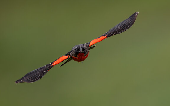 Red-breasted meadowlark in Costa Rica 