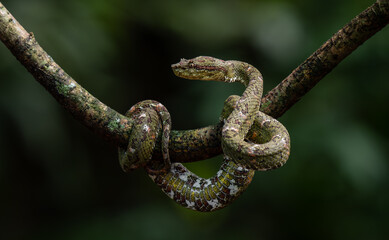 An eyelash viper in Costa Rica 