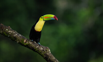 Toucan in the rainforest of Costa Rica 