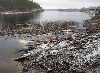 Beaver's food raft