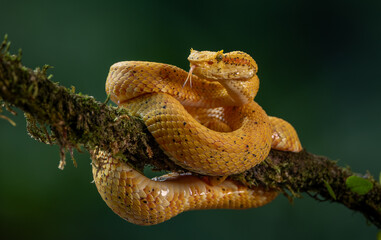 An eyelash viper in Costa Rica 
