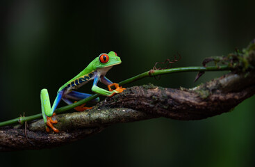 Red-eyed tree frog in Costa Rica 