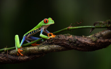 Red-eyed tree frog in Costa Rica 