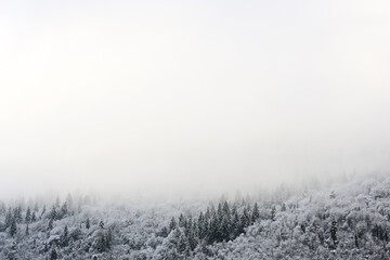 Snowy trees in the mountains