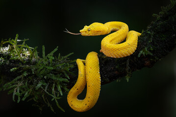 An eyelash viper in Costa Rica 
