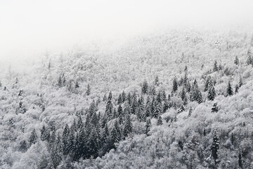 Snowy trees in the mountains
