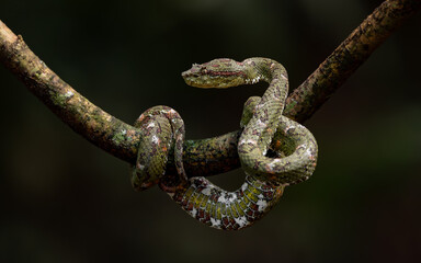 An eyelash viper in Costa Rica 