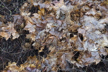 Fallen maple leaves and shrub branches beneath the trees provide a beautiful backdrop to the landscape fading into winter.