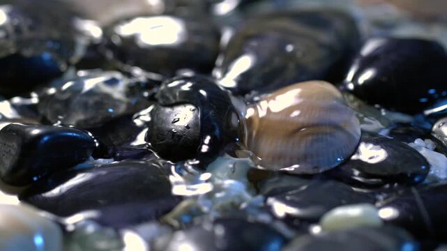 Close look at pebbles and shells in water at the beach during the day