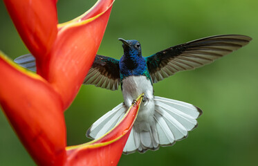 A hummingbird in Costa Rica 