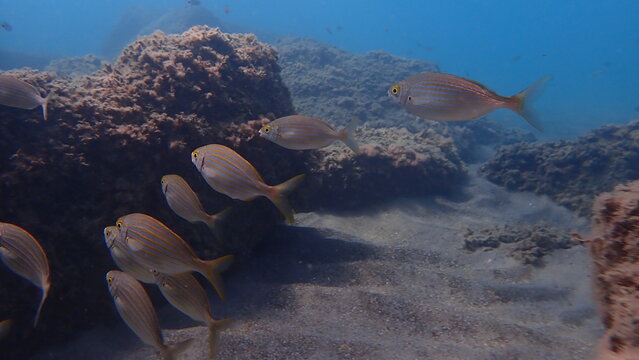 Salema porgy or dreamfish (Sarpa salpa) undersea, Ligurian Sea, Italy, Imperia