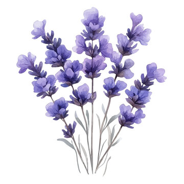 Sea Lavender Flower, watercolor vector depicting playful antics, isolated on a white background.