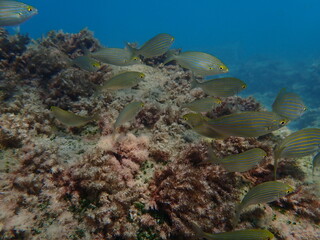 Salema porgy or dreamfish (Sarpa salpa) undersea, Ligurian Sea, Italy, Imperia
