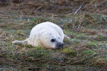Baby seal is laying on the ground in a field. St Abbs, Scotland