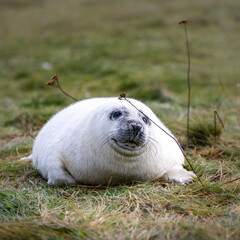 Baby seal is laying on the grass, looking up at the camera. St Abbs, Scotland