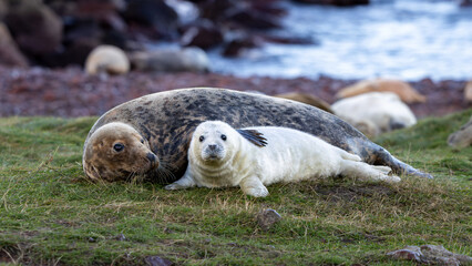 Mother seal is laying down next to her baby seal. St Abbs, Scotland