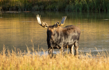 Bull Moose in a Pond During the Rut in Grand Teton National Park Wyoming in Autumn
