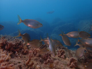 Salema porgy or dreamfish (Sarpa salpa) undersea, Ligurian Sea, Italy, Imperia