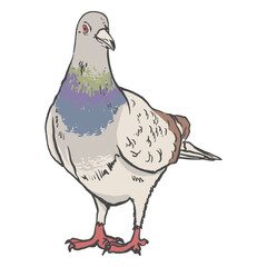 Detailed pigeon side view