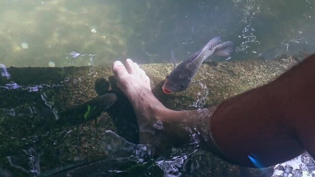 Close up of Nile tilapia (Oreochromis niloticus) nibbling on bare foot that has been soaking, candid authentic experience of the fish spa in the Old Enchanted Balete Tree in Lazi Siquijor, Philippines